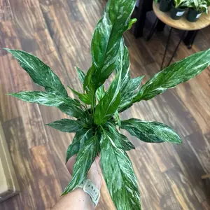 Spathiphyllum Domino Variegated Peace Lily 4in Houseplant