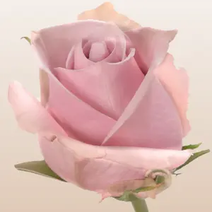 Nautica Roses - Premium Pinky Lavender Roses from Ecuador - 50cm Total Length - Perfect for Large Centerpieces & Arrangements - Fresh Bud Form - 25-Stem Bunches