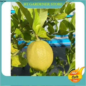 Anak Pokok Lemon Eureka Pokok Grafted Cepat Berbuah Ready Stock Sarawak Lemon Saplings Grafted Seedlings Potted Plants Fast Results