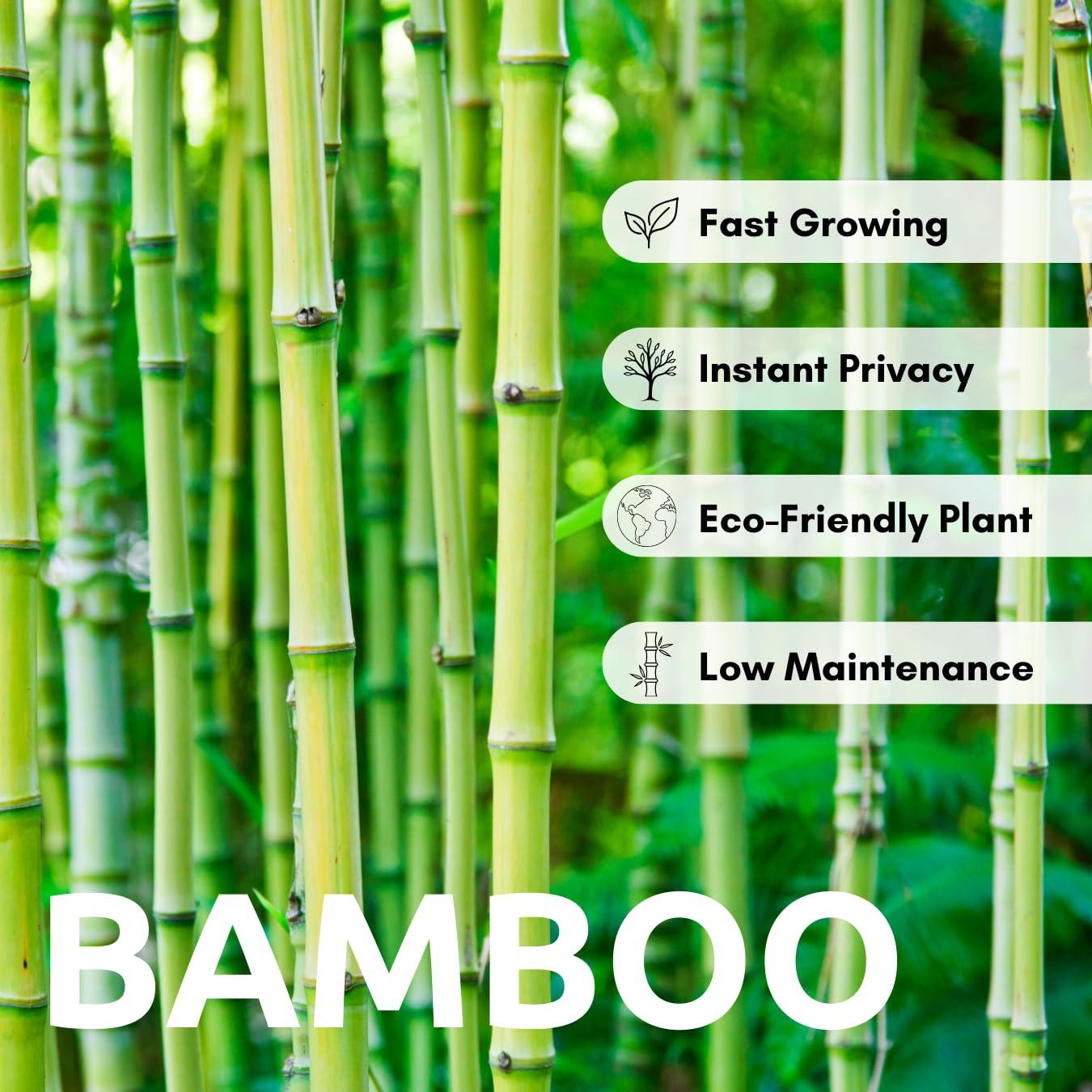300+ Giant Bamboo Seeds for Planting - Exotic and Fast Growing Windbreak or Privacy Screen