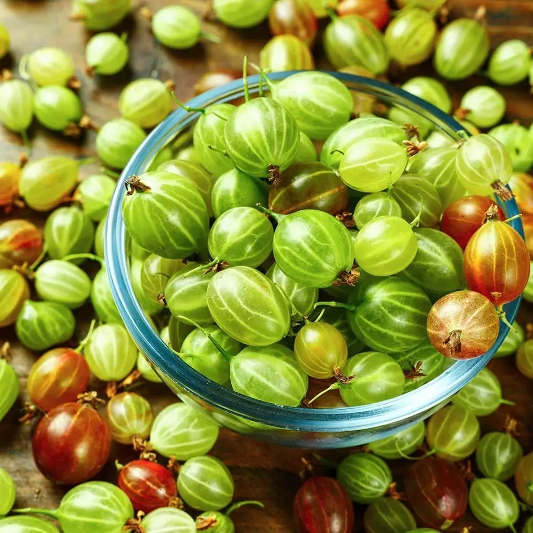 100+ Sweet Gooseberry Heirloom Garden Seeds for Luscious Home Garden Planting
