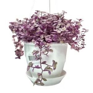 Callisia Repens ‘Pink Lady’ – Live Turtle Vine Plant in 4.5” Hanging Pot | Colorful Trailing Houseplant for Indoor Decor