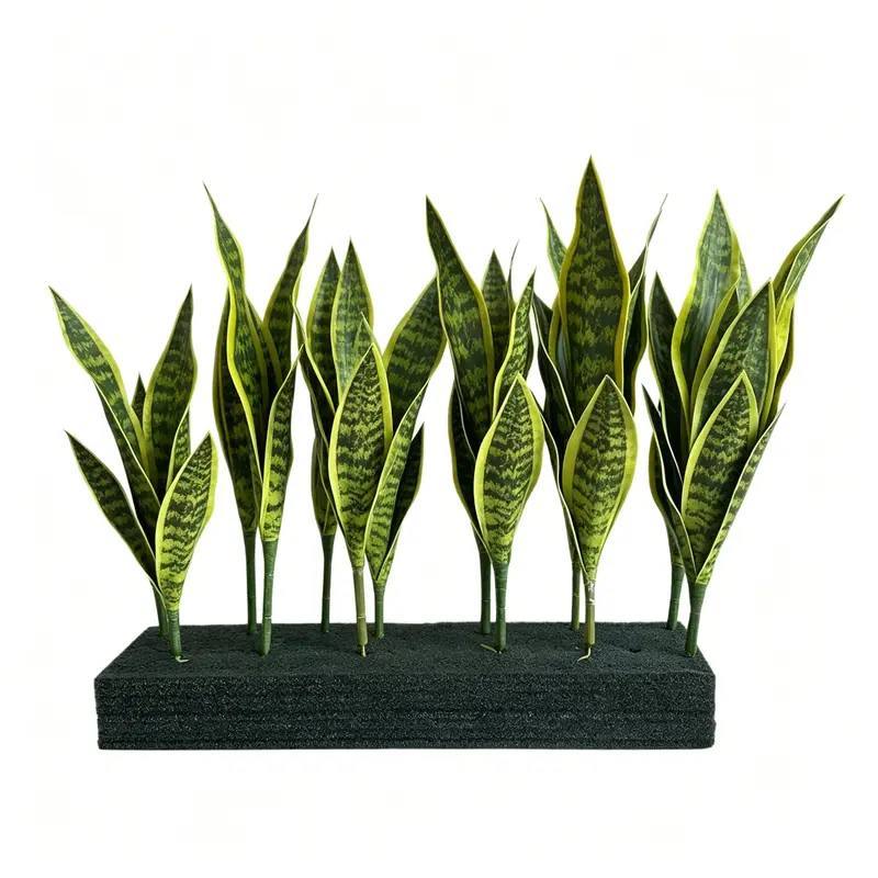 nasa clean air study plants - TikTok Shop