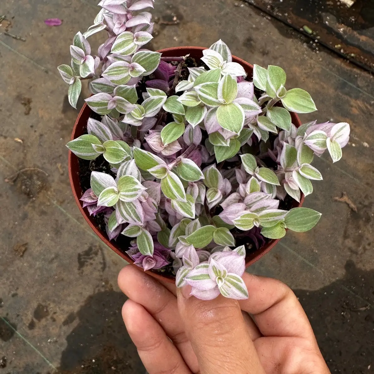 4” Tradescantia Pink Panther Plant