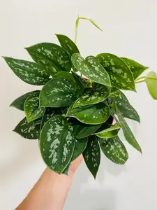 Scindapsus Pictus - 6" Pot