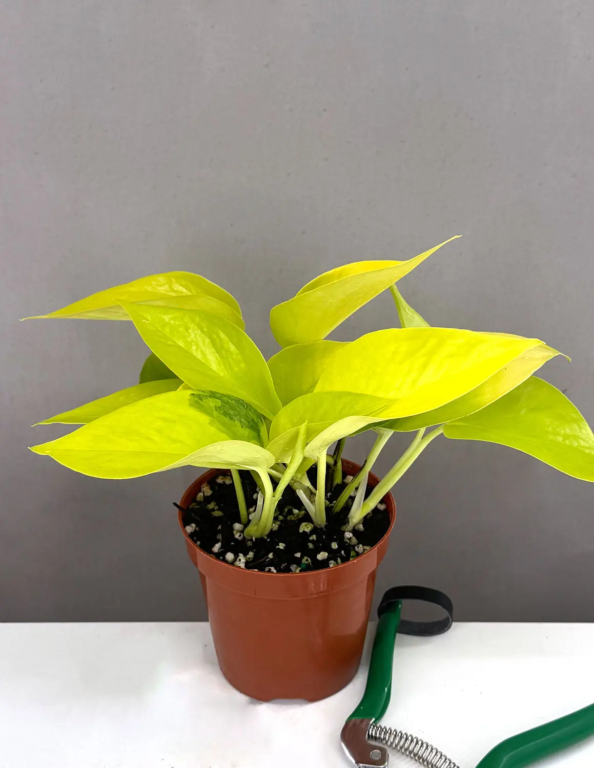 Pothos Neon