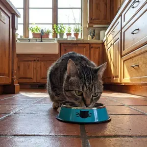 Stainless Steel Cat Bowl – Non-Slip, Durable & Easy to Clean Pet Food Dish