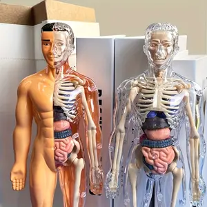 Human Anatomy Model Set, Detachable Bones and Full Body Trunk, Educational Stem Kit for Teens, Medical Teaching Skeleton Model