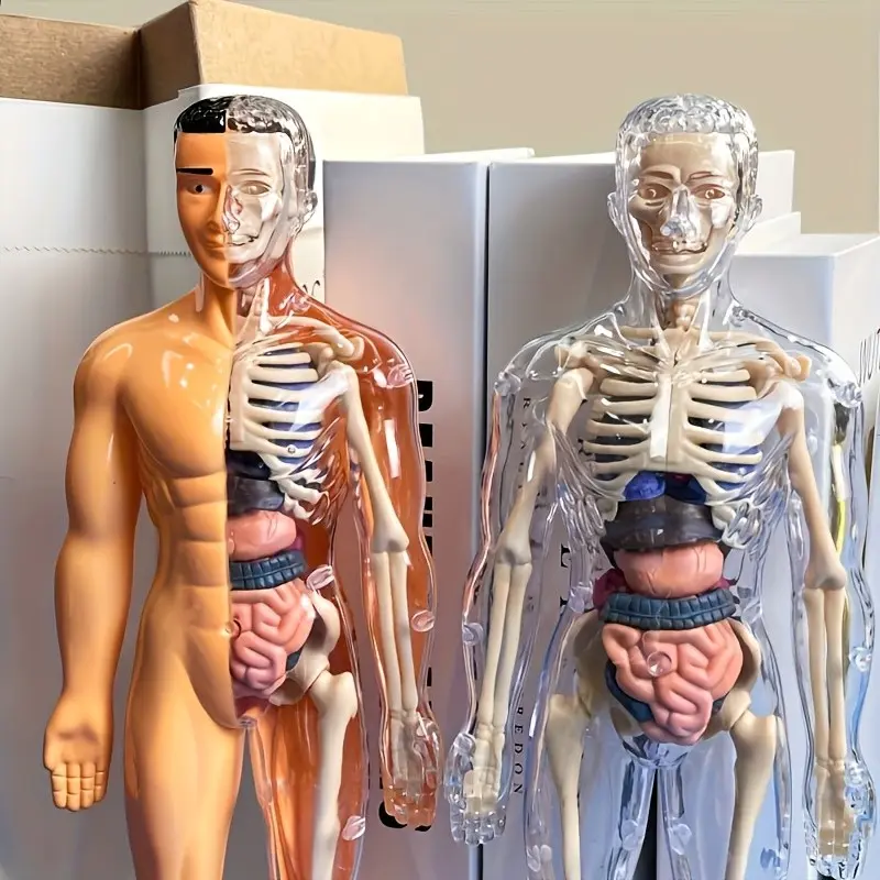 Human Anatomy Model, Detachable Bones and Full Body Trunk, Stem Education Kit, Medical Teaching Skeleton, Durable PVC, Ideal for Students