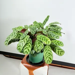 Ctenanthe + Prayer Plant + Easy Care + Big Size