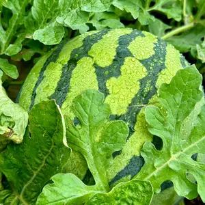 100 PCS  Watermelon Seeds, for Planting  , Seeded Watermelon, for Gardens