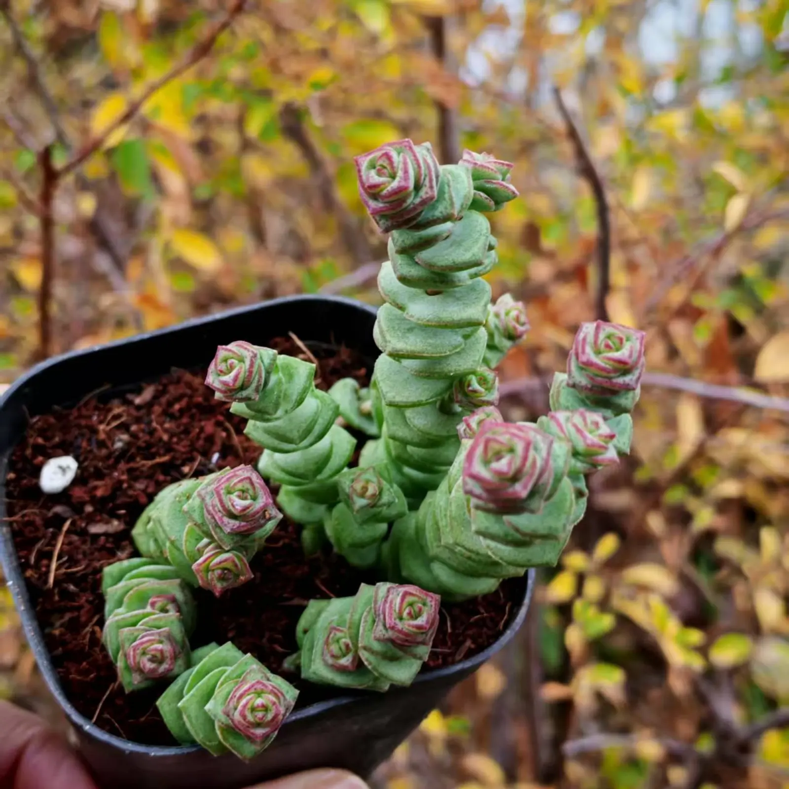 4 Pack 2 Inch Live Potted String of Coins Succulents, Easy Care Indoor Outdoor Houseplants for Home Office Decor & Garden