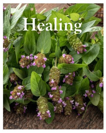 KVITER 100 Black Elderberry Seeds for Planting (Sambucus Nigra) – Organic Fruit Seeds, Heirloom & Non-GMO, Sweet & Juicy Fruit Berries – Perfect Shrub/Small Tree for Your Outdoor Garden