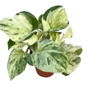 Pothos Manjula 4” Potted Live Plant - Epipremnum Aureum - Rare Variegated Houseplant - Creamy White & Green Foliage - Tropical Gift - Unique Indoor Plant - Wide Heart Shaped Leaves - Low Maintenance - Vining Greenery - Collector’s Item - Beginner Friendly