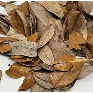 Live Oak Leaf Litter Hand Packaged Terrarium Bedding Isopod Dart Frog Substrate (1 Gallon)