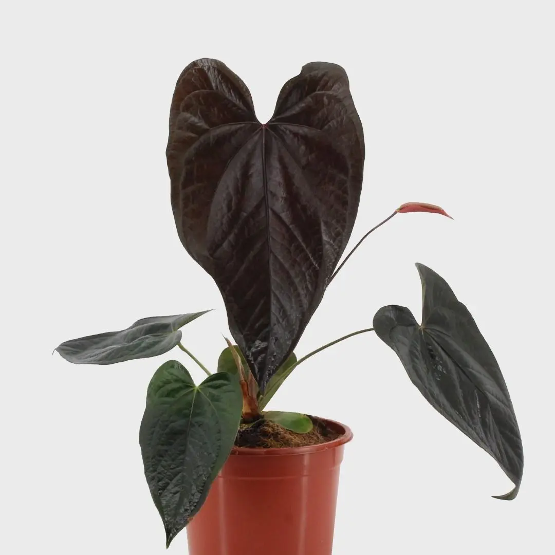 4" Anthurium Queen of Hearts – Rare Velvet Anthurium, Premium indoor Flamingo Anthurium, Velvety Leaves, Collector Houseplant, Bright Light Lover