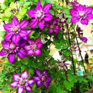 100 Clematis Seeds -  Bee Jou - Bold and Beautiful Flowering Vine Perennial