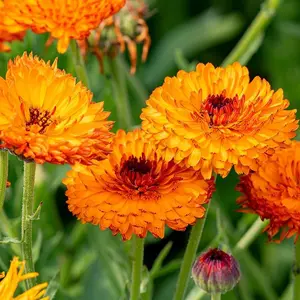 Pacific Beauty Mixed Calendula Officinalis Pot Marigold Seed, Non-GMO Heirloom Annual Orange Yellow Blooms, Medicinal Herbal Tea Pollinator Friendly for Beds Borders & Containers, Outdoor Flowers, Colorful Decorative Flowers