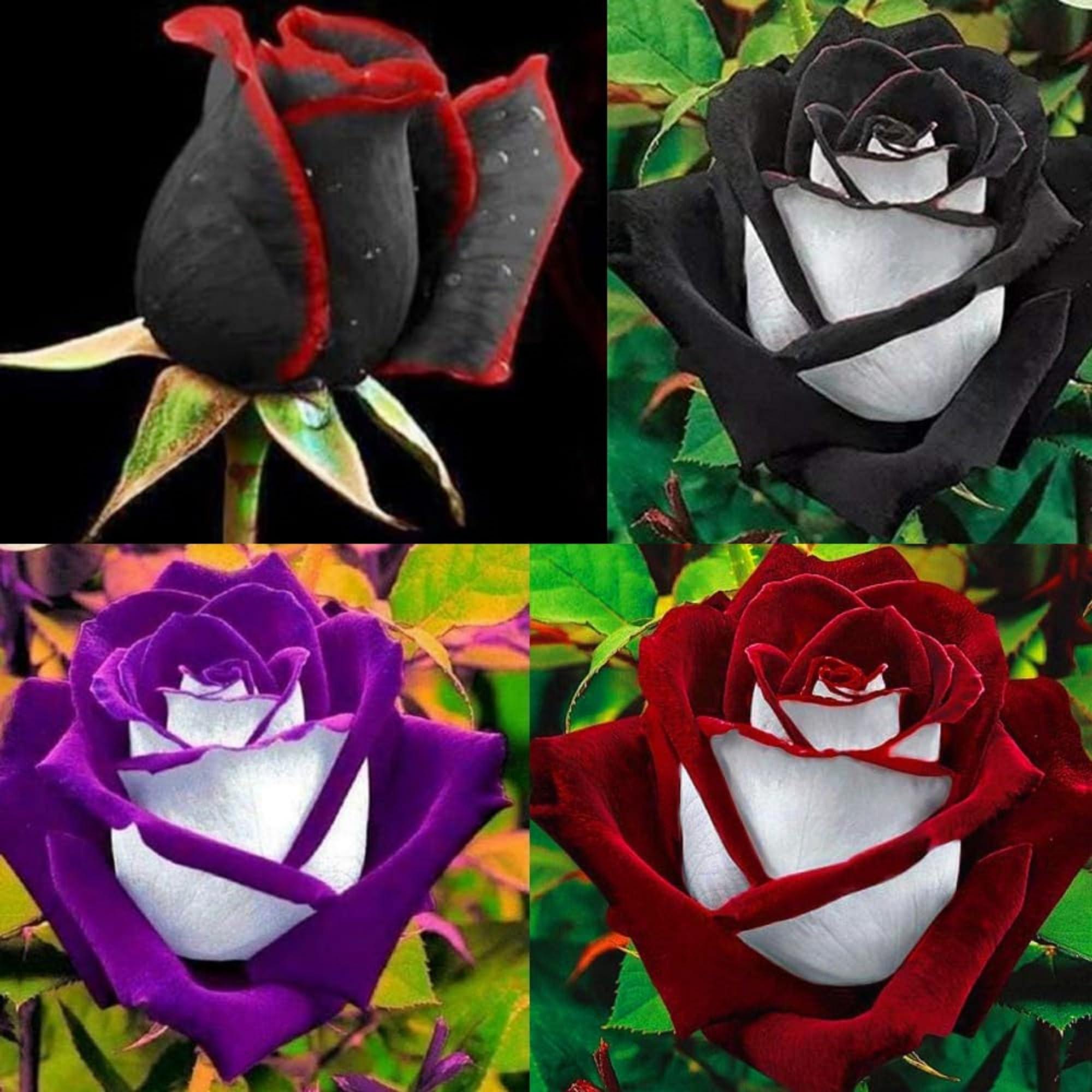 300+ Rare Rose Seeds for Planting - Rare Multi Colorful Rainbow Rose Flower Seeds