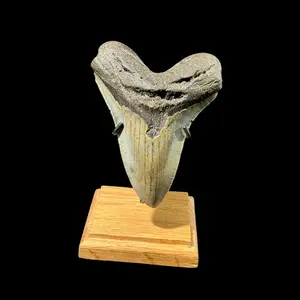 Authentic Megalodon Fossil Shark Tooth - Own an Actual Tooth from the Largest Predator Decor