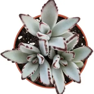 4’ Panda Grey bedroom Sculpture (4inch)