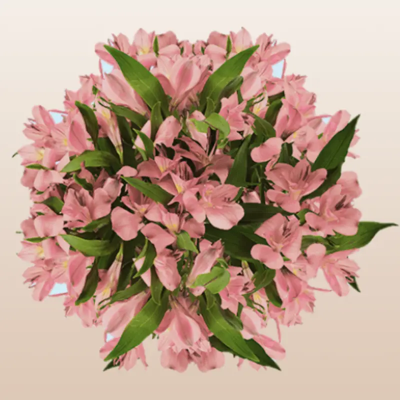 Alstroemeria Coral - Premium Pink Peruvian Lilies, 80 Stems, 23 Inch Stems, 10-15 Day Vase Life, Farm Fresh, Free USA Delivery
