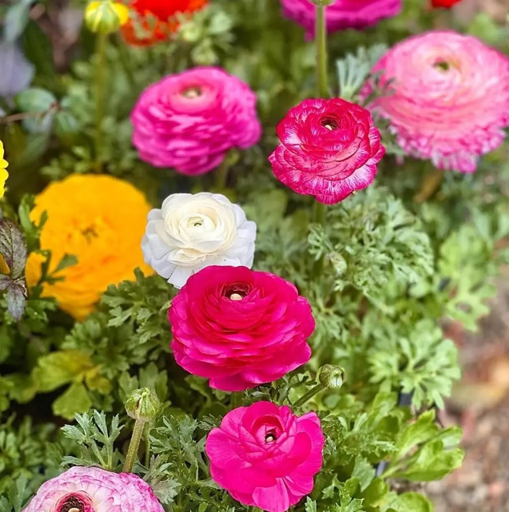 Peony Ranunculus Bulbs Mixed Color Large Corms Pastel Blooms for Cutting Gardens Fresh Bouquets Flower Beds and Landscape Displays