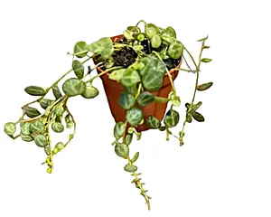 String of Turtles Live Plant Peperomia prostrata Easy Care Indoor Vine Plant with Unique Turtle Shell Patterned Leaves & Trailing Growth for Beginners