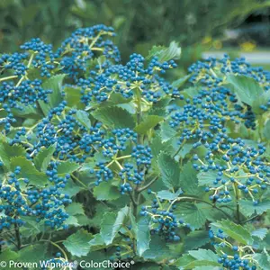 Blue Muffin® Viburnum