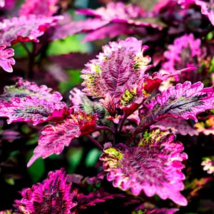 Coleus Seeds - Rainbow Mix - Grow Beautiful Flowers Indoors, Outdoors, In Pots, Grow Beds, Soil, Hydroponics & Aquaponics