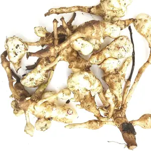Jerusalem Artichoke Tubers (Helianthus tuberosus) - Sunchokes, Sunroot or Jerusalem Artichokes for Planting or Eating - 1 lb