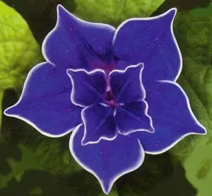 Picotee Blue Morning Glory - 10 Seeds