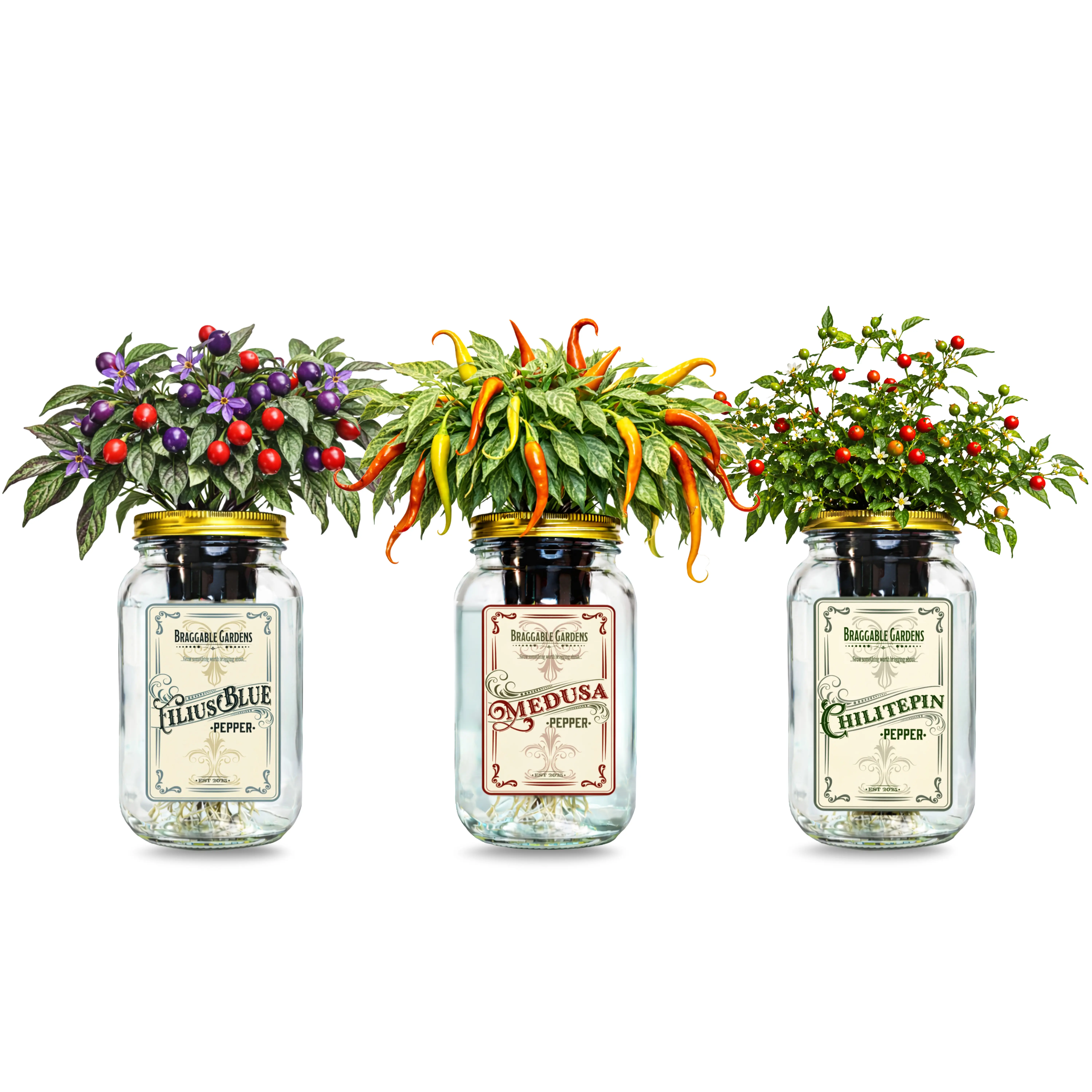 Rare Pepper Mason Jar Garden Kit (3 Pack) – Medusa, Filius Blue & Chiltepin Peppers – Indoor Hydroponic Pepper Grow Kit – Unique Ornamental & Edible Pepper Plants for Windowsill Gardening