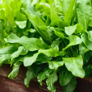 Organic Sorrel Seeds (Rumex acetosa) – 50+ Seeds for Tangy, Lemon-Flavored Leaves Perfect for Soups and Salads