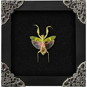 Real Framed Flower Mantis Dead Insect Dried Green Beetle Shadow Box Black Frame Taxidermy Bug Specimen Display Oddity Tabletop Standable Wall Hanging Home Decor K12-62-DE