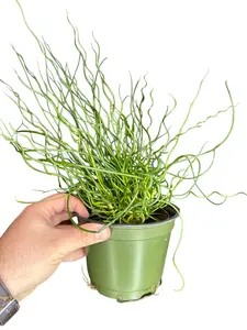 6” Curly Corkscrew (Spiralis Rush), Pet Friendly Live Houseplant, Indoor Plant