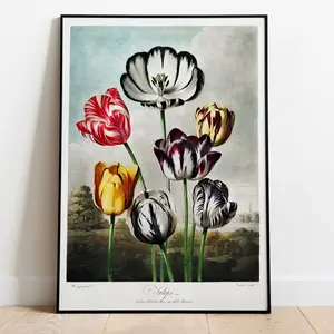 Tulips Botanical Art Print: Robert John Thornton | Unframed 3