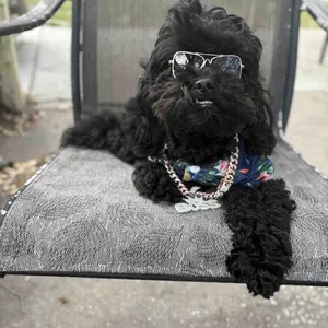 Rhinestone Dog Chain Necklace with Secure Buckle, 1 Count Fashionable Pet Accessory for Small, Medium and Large Dogs, Pet Styling Accessory #TOP PICKS