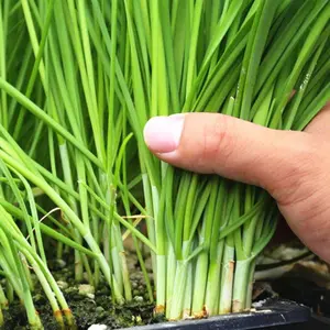 500 Garlic Chive Seeds for Planting - Heirloom, Non-GMO Chinese Chives - Complete Planting Guide Included - Perfect for Home Vegetable Gardens, Ideal Gardening Gift