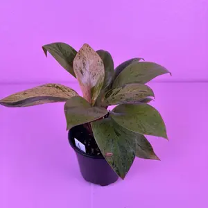 Philodendron Congo Mint Marble 4” | Variegated Philodendron | Live Plant