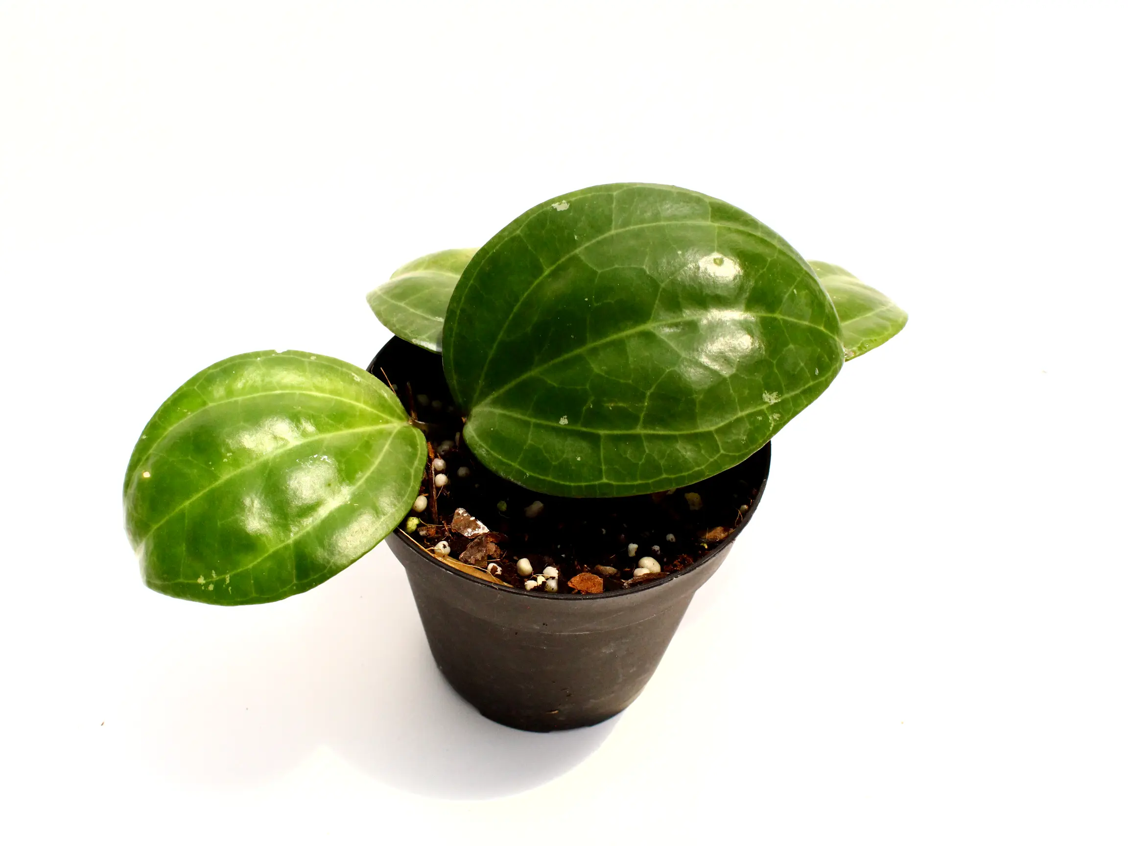 Hoya Sarawak 4" Potted Live Plant - Hoya latifolia (Sarawak) - Large Waxy Leaves - Prominent Veining - Easy Care Vining Plant - Exotic Wax Plant - Unique Textured Foliage - Beginner Friendly Houseplant - Fragrant Star-Shaped Blooms - Non Toxic
