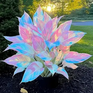 1000+ Pink Blue Hosta Seeds Grow This Bright Gradient Foliage