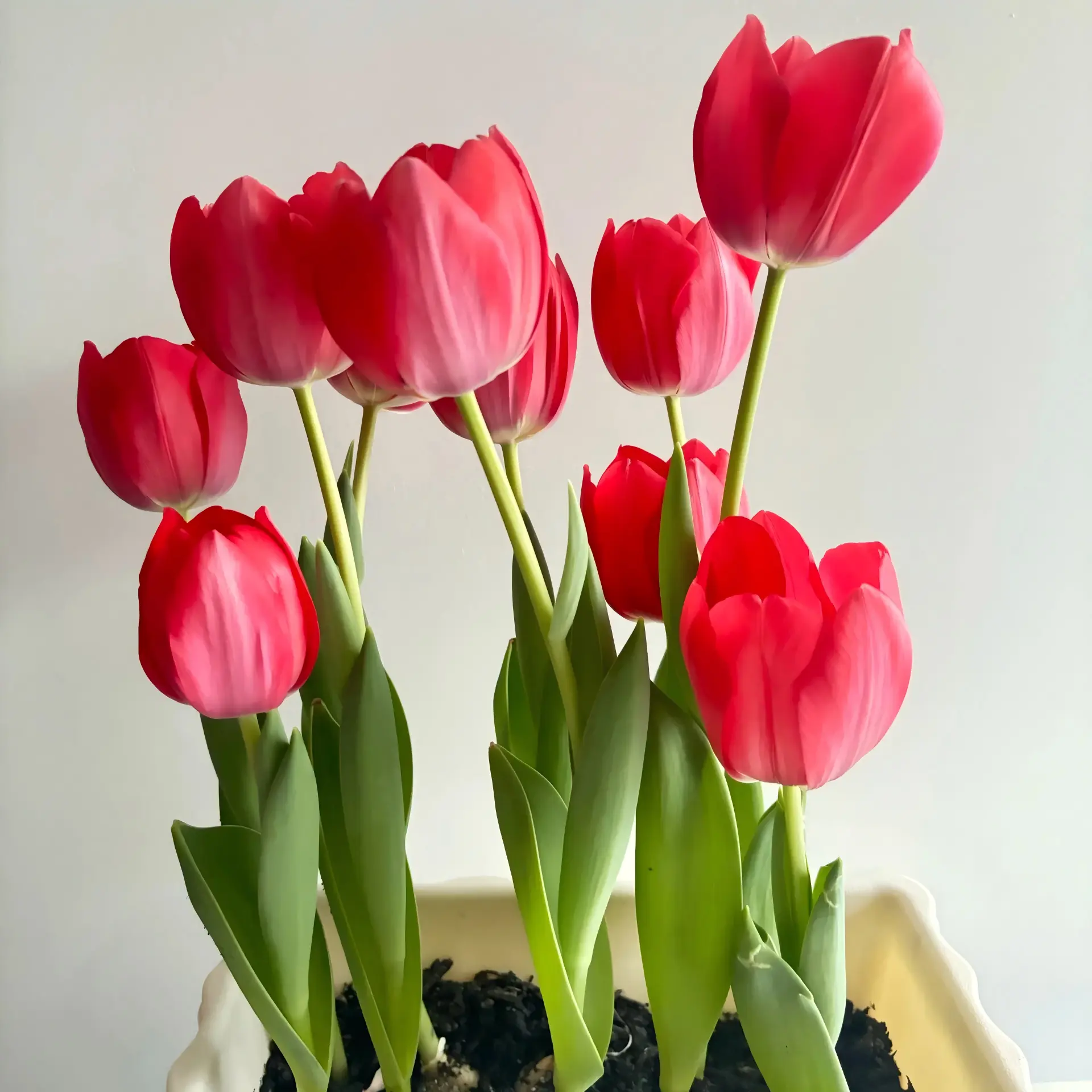 Tulipa gesneriana Tulip Bulbs, Mixed-Color Perennial Spring Flower Bulbs, Easy-to-Plant for Garden, Balcony Decoration