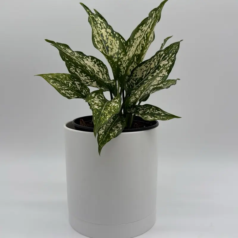 vigoro aglaonema plant - TikTok Shop