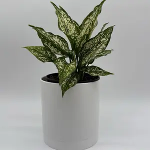 Aglaonema White Snow 6" Decorative Plant for Home or Garden Requires Proper Care and Attention