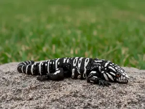 3D Printed Articulated Lizard -  Tegu Reptile Figures