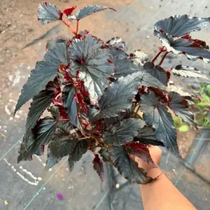 begonia Black Magic plant 6 inch pot