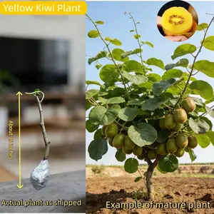 Golden Kiwi Vine Plant, Bare Root, Cold Hardy & Drought Tolerant, Potted or Ground Planting, Easy to Grow for Beginner Gardeners