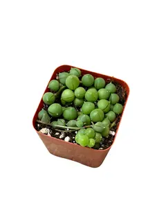 2" String of Pearls – Senecio Rowleyanus – Live Plant
