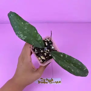 Hoya sp. Aceh Dragon Tongue 2.5” | Rare Hoya | Collector Plant